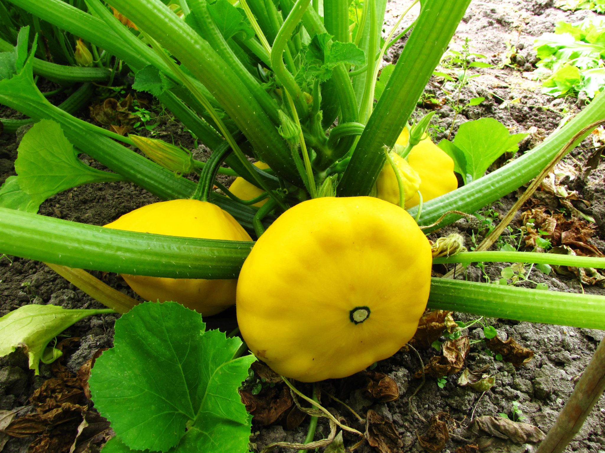 Как растут патиссоны в открытом грунте. Патиссон (Cucurbita Pepo var. Patisson). Патиссон тарельчатая тыква. Патиссон Тыквоцветные. Патиссоны Арбузинка f1.