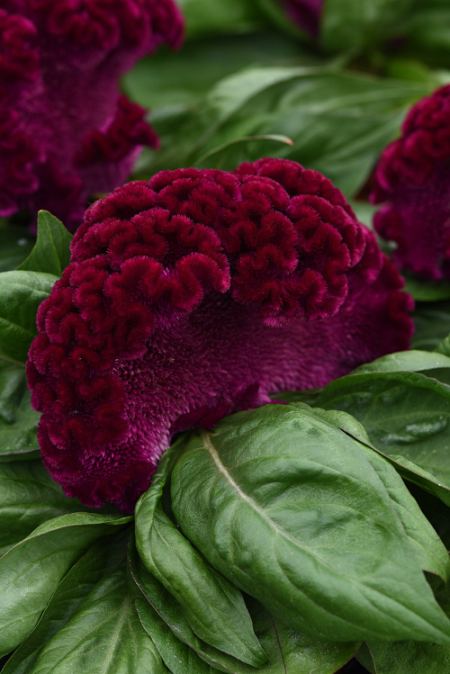 Celosia: Celosia cristata Concertina Purple 200 semien