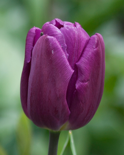 Purple prince тюльпан фото и описание