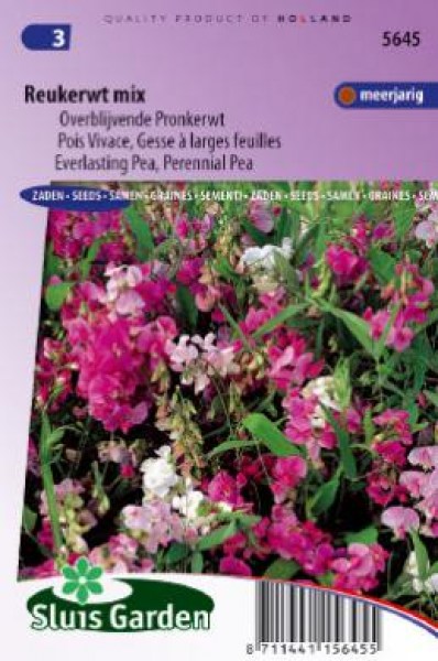 lathyrus latifolius, hrachor širokolistý, semená trvaliek, semená kvetov,