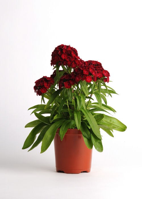 Single Dianthus Dianthus barbatus Dash Series F1 Crimson